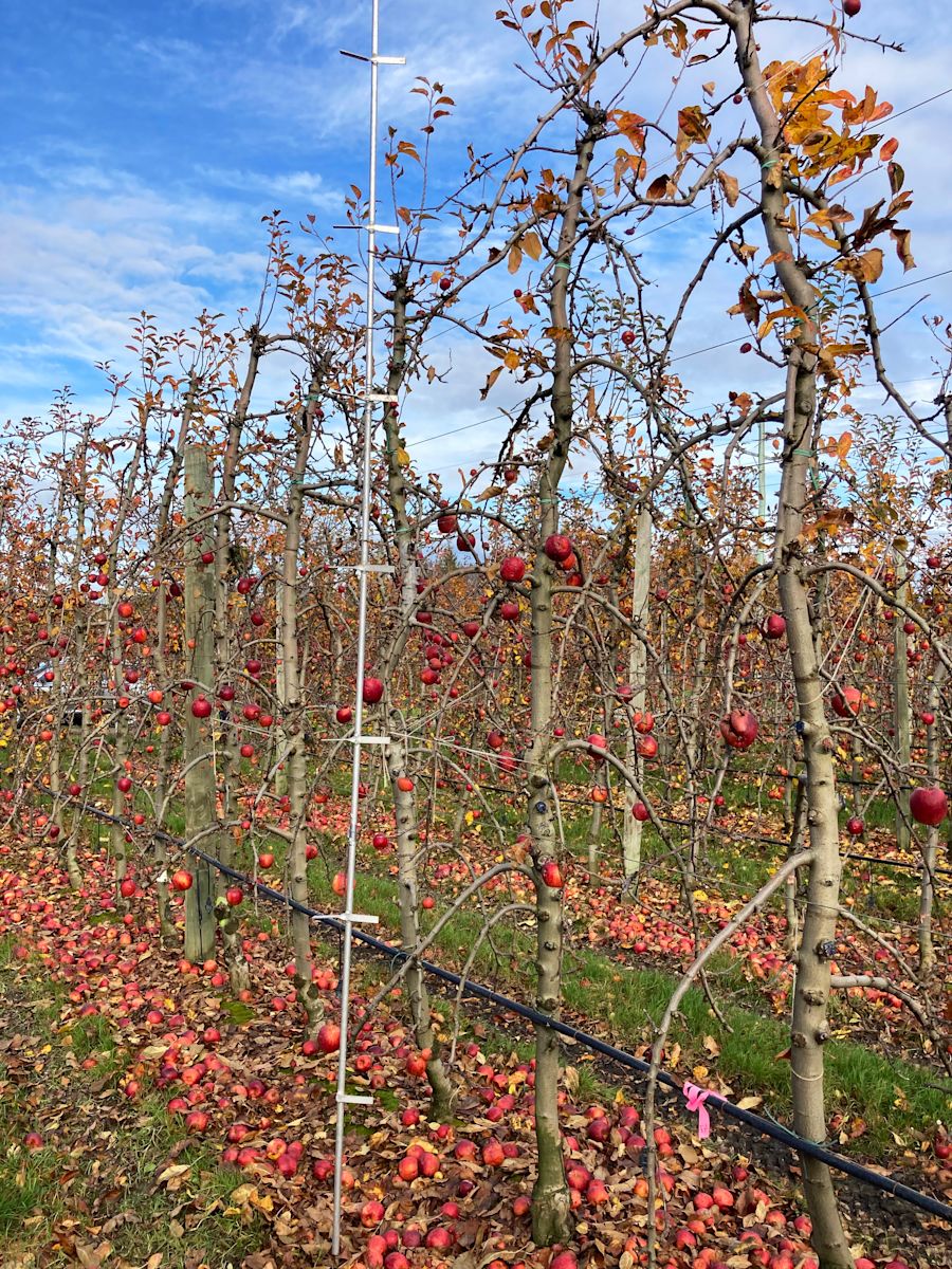 Finding the key to perfect apples