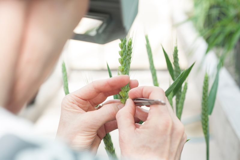 Breeding better cereals