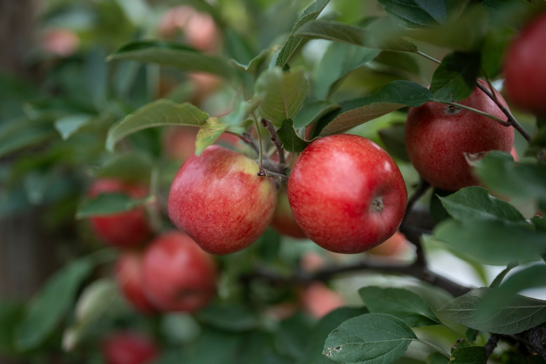 Two iconic New Zealand apple varieties mark 40 years