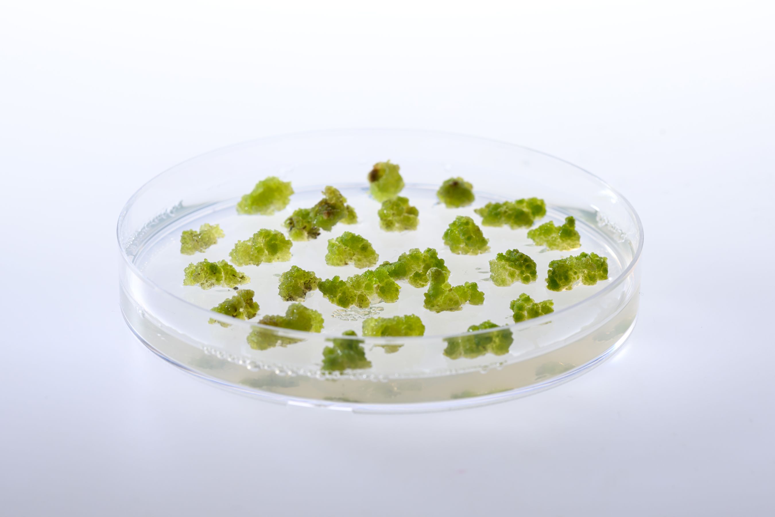 Lab grown fruit scientists aim to break new ground with cellular