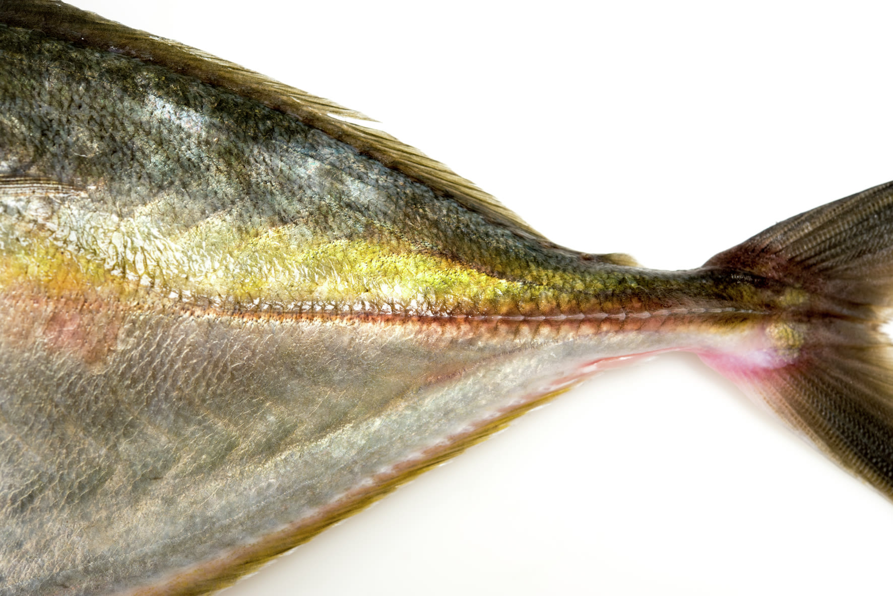 Evaluating new species for aquaculture: New Zealand silver trevally 