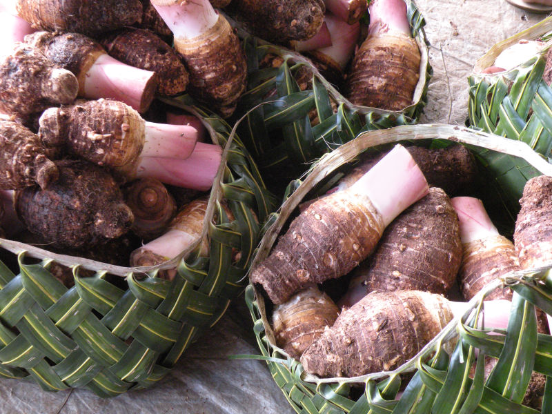 Supporting exports of Samoan taro