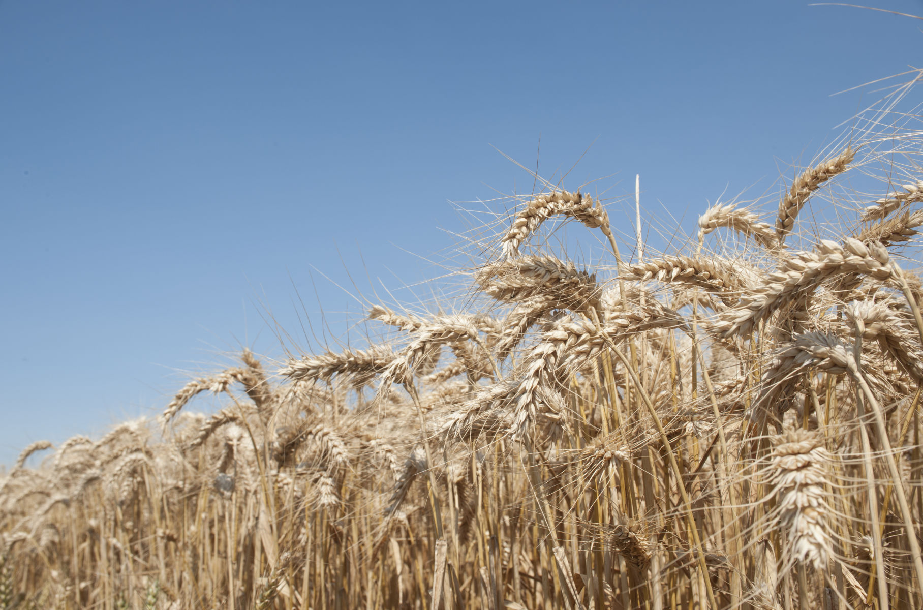 Plant & Food Research and Lincoln University part of game changing gene discovery