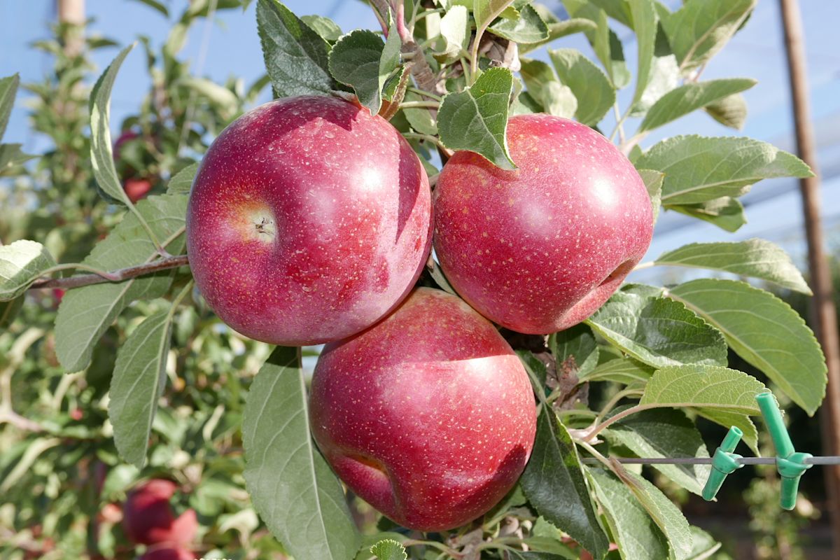 Breeding apples with red flesh · Plant & Food Research