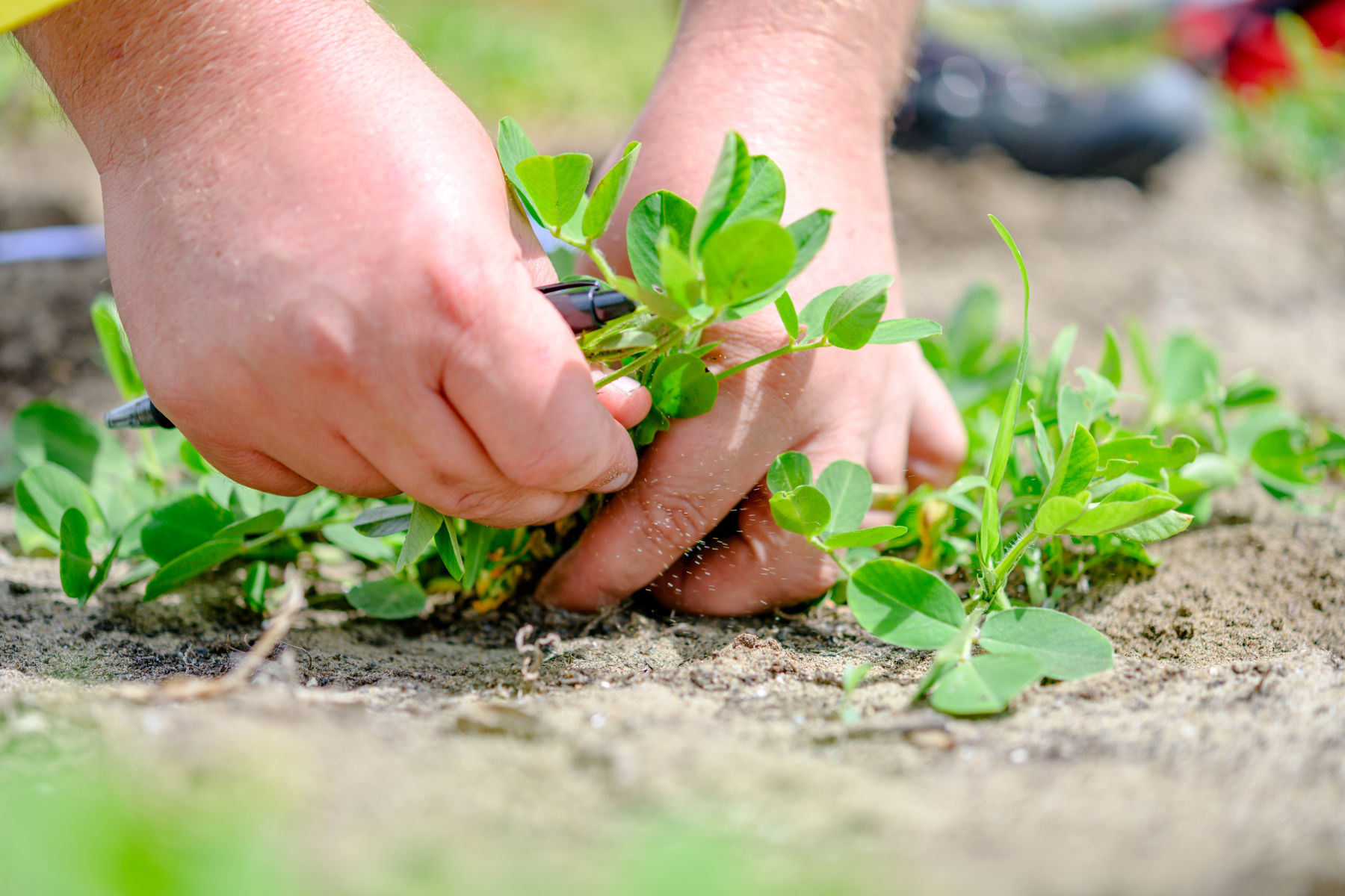 New Zealand Grown Peanuts Showing Promise as High Value Nutritional Crop 