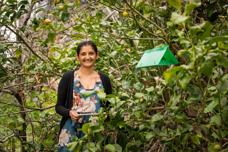 Asha Chhagan: the guava moth guru