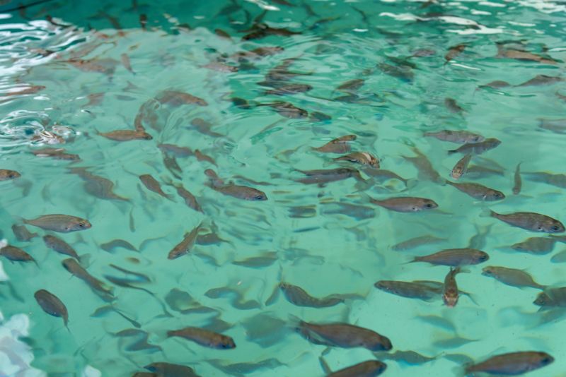 Modelling approach for open ocean aquaculture structures