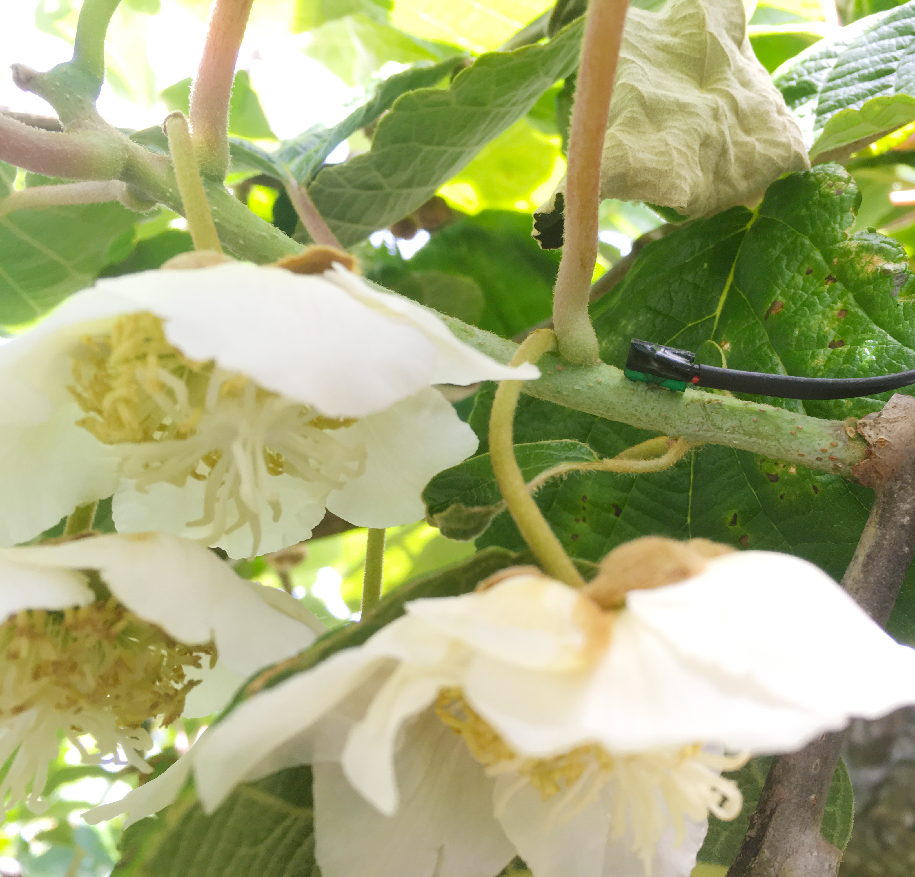 Minimally invasive micro-sensors for intelligent horticulture · Plant ...