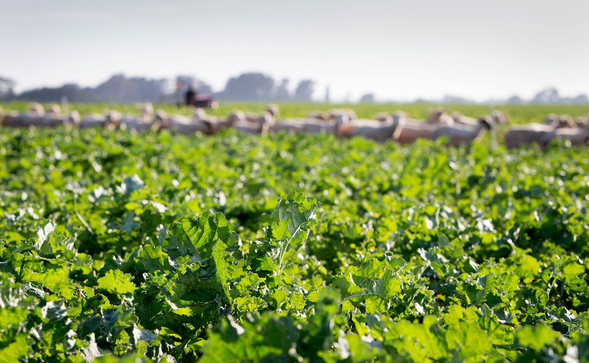 Developing nitrogen management indicators for dryland summer-fed forage brassica species