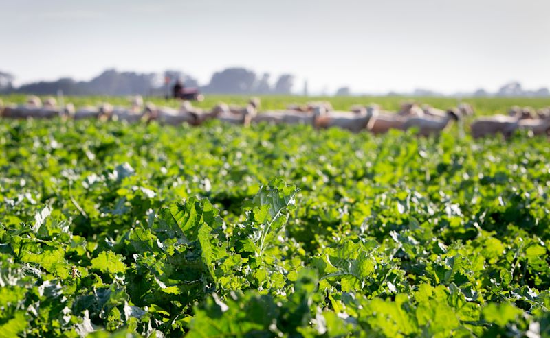 Developing nitrogen management indicators for dryland summer-fed forage brassica species