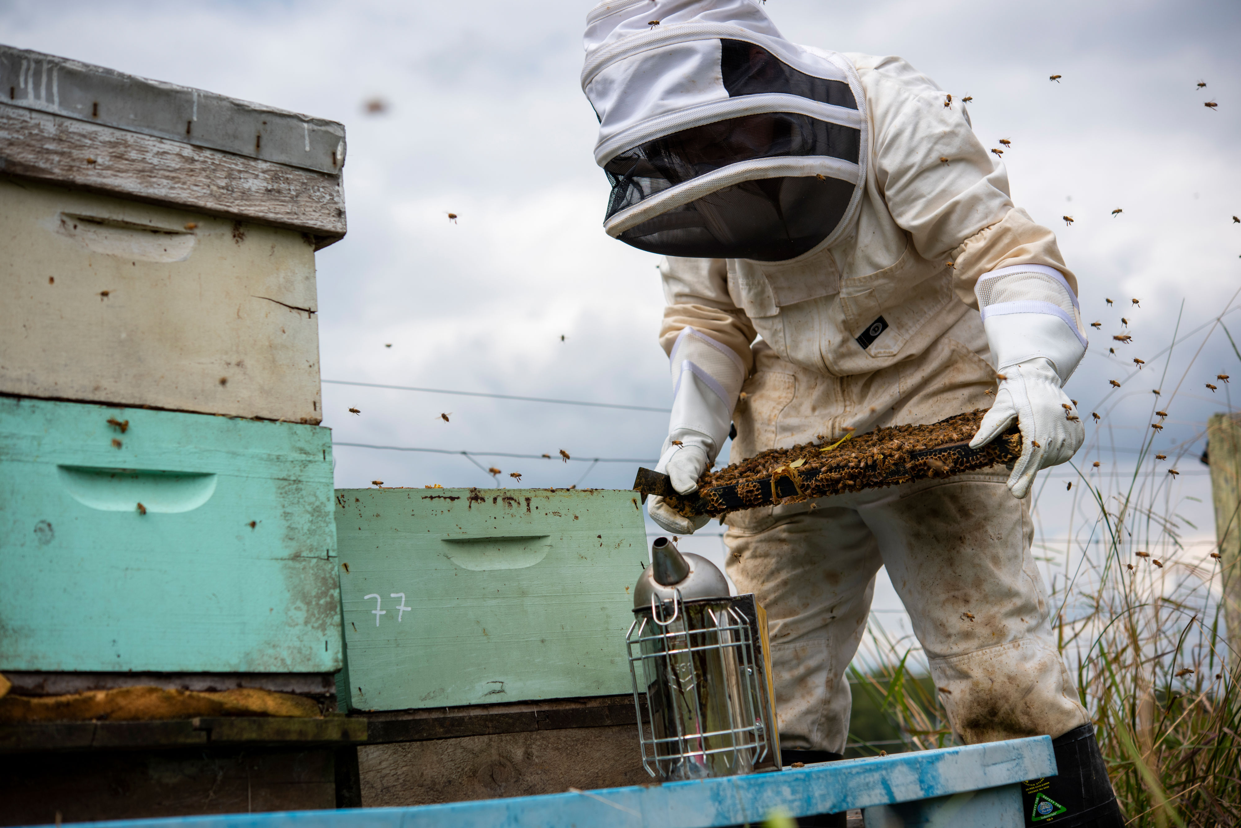 apiculture