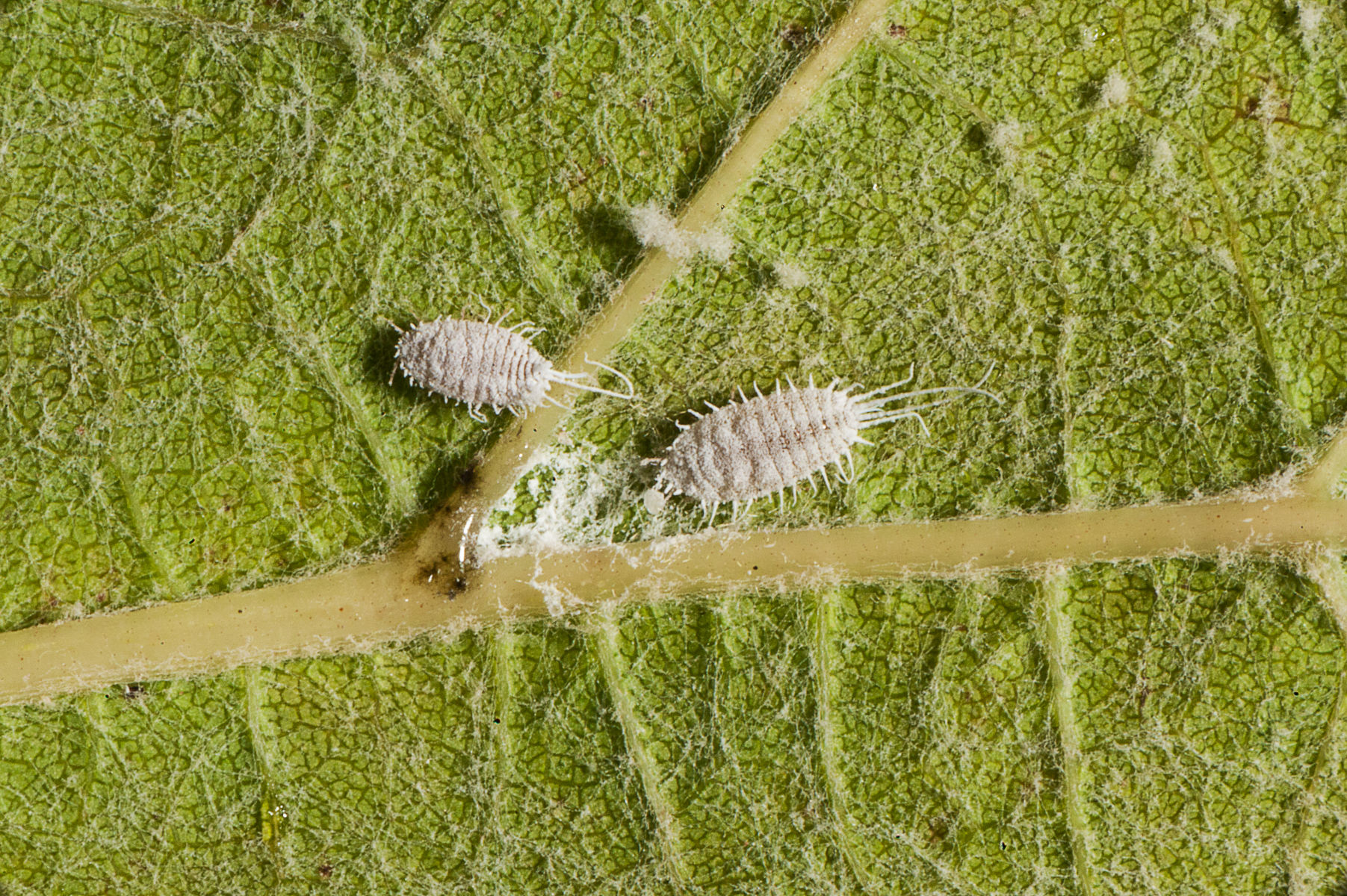 Understanding vineyard pests and diseases