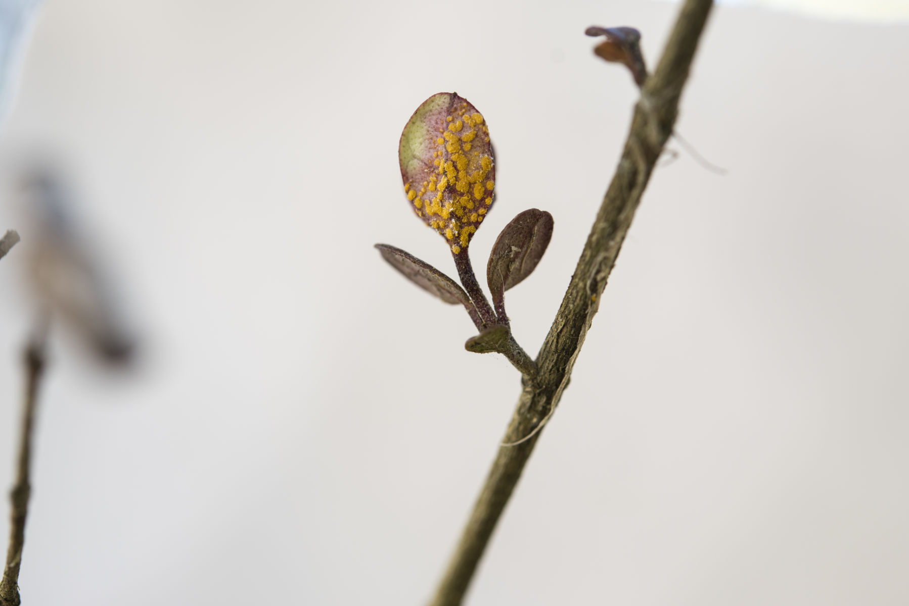 Halting myrtle rust’s ability to infect leaves 