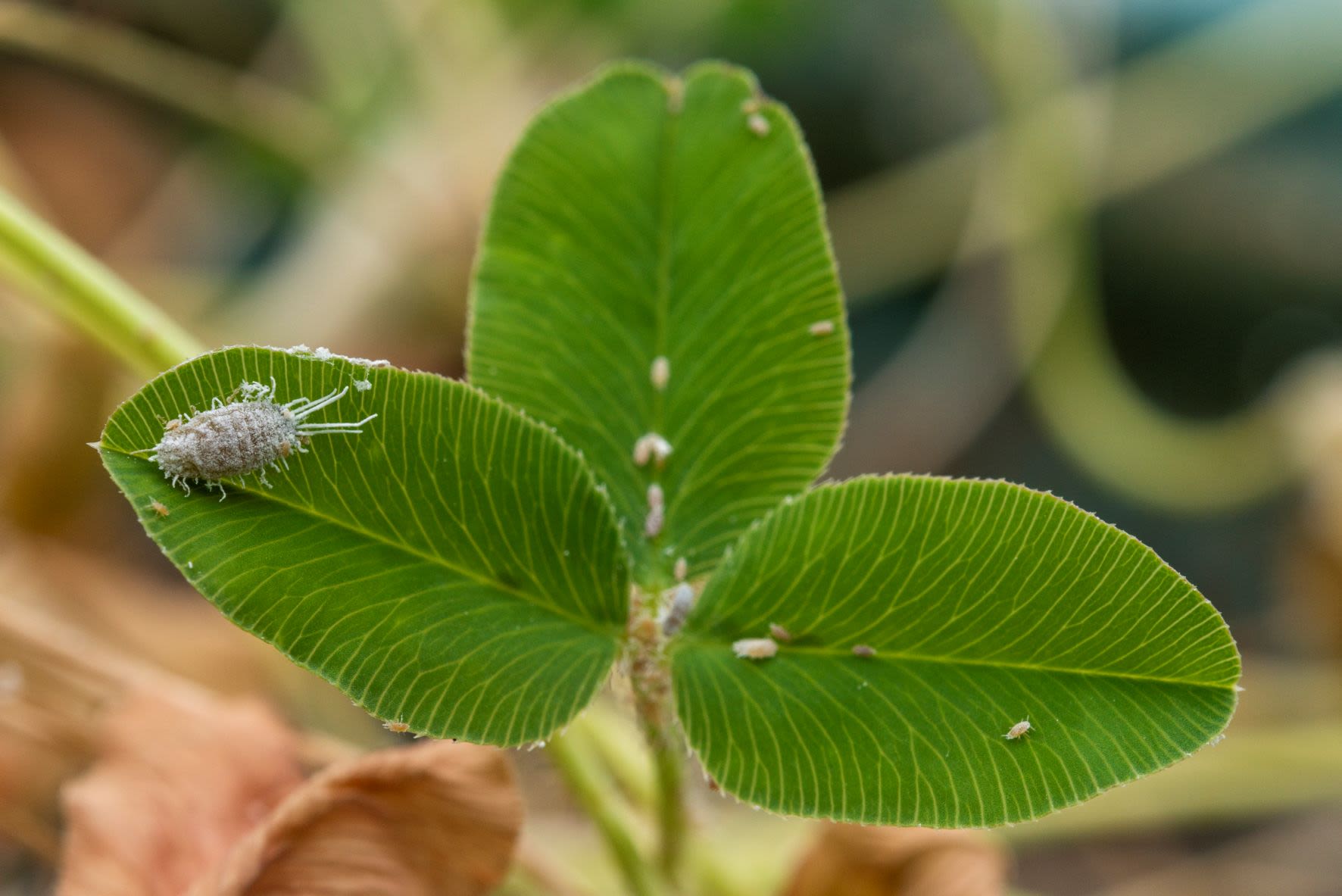 Virus control in the vineyard