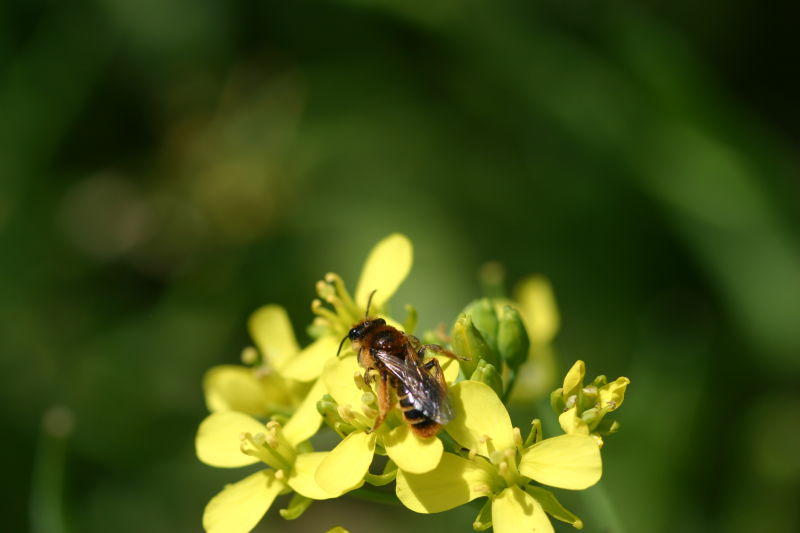 Surprising diversity of insect pollinators supported by native plants