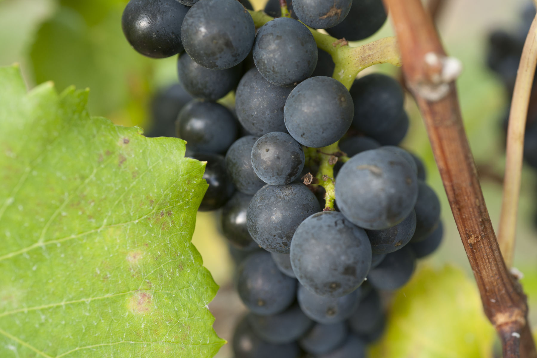 Climate change impacts on Pinot noir