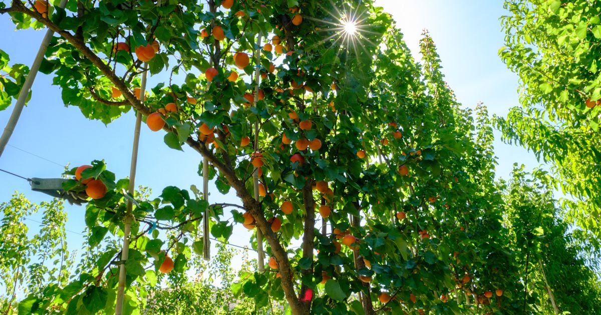 Apricot Robotics Summerfruit industry exploring ‘robot ready’ planting system · Plant ...