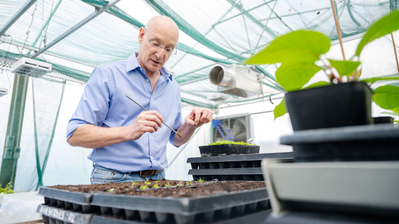 Plant Elicitors - a vaccine for plants?