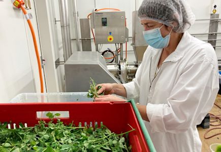 Creating New Zealandmade aquafeeds for sustainable aquaculture · Plant