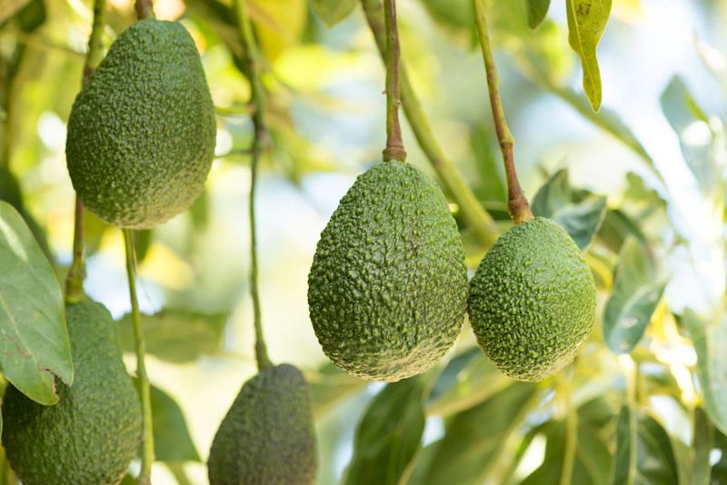 NZ's billion-dollar avocados