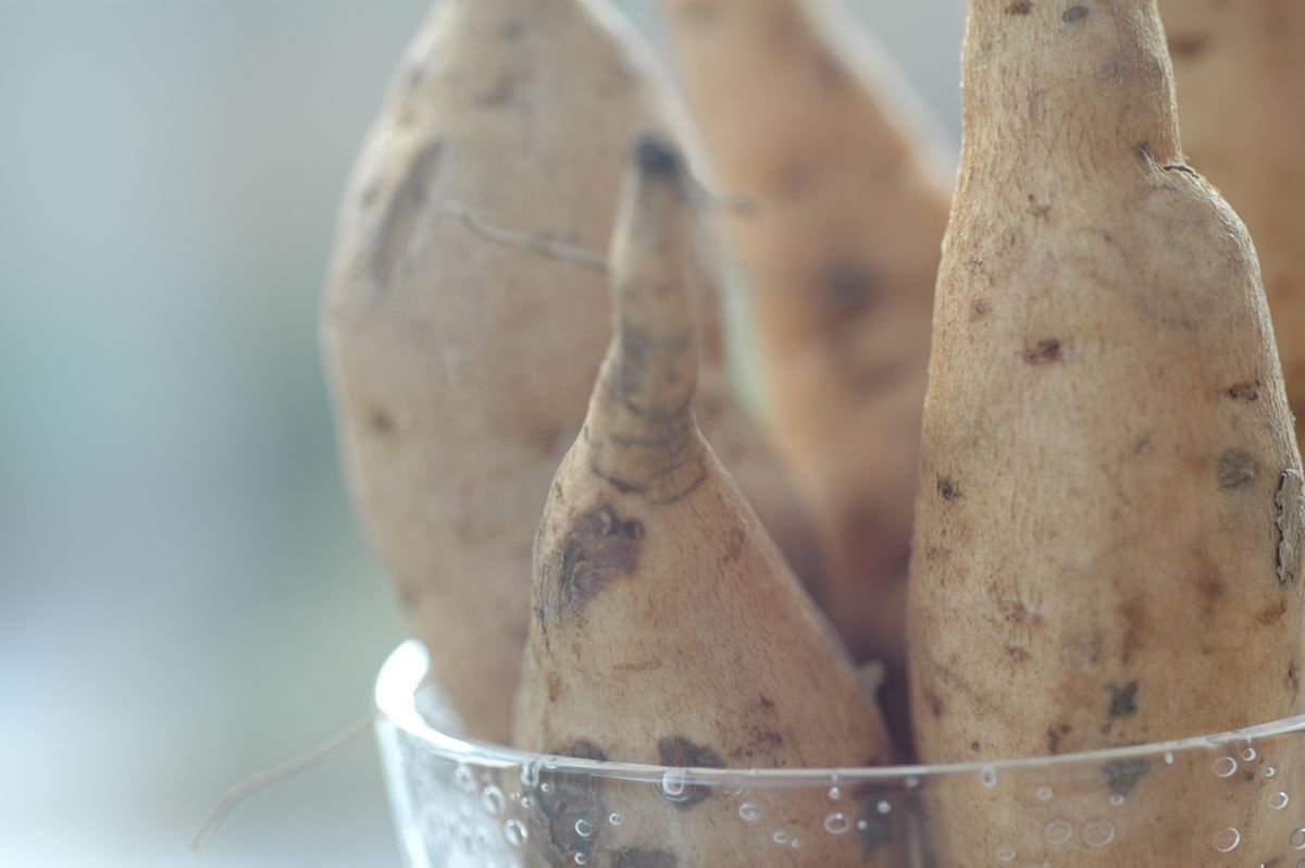 Authentic taonga foods kumara