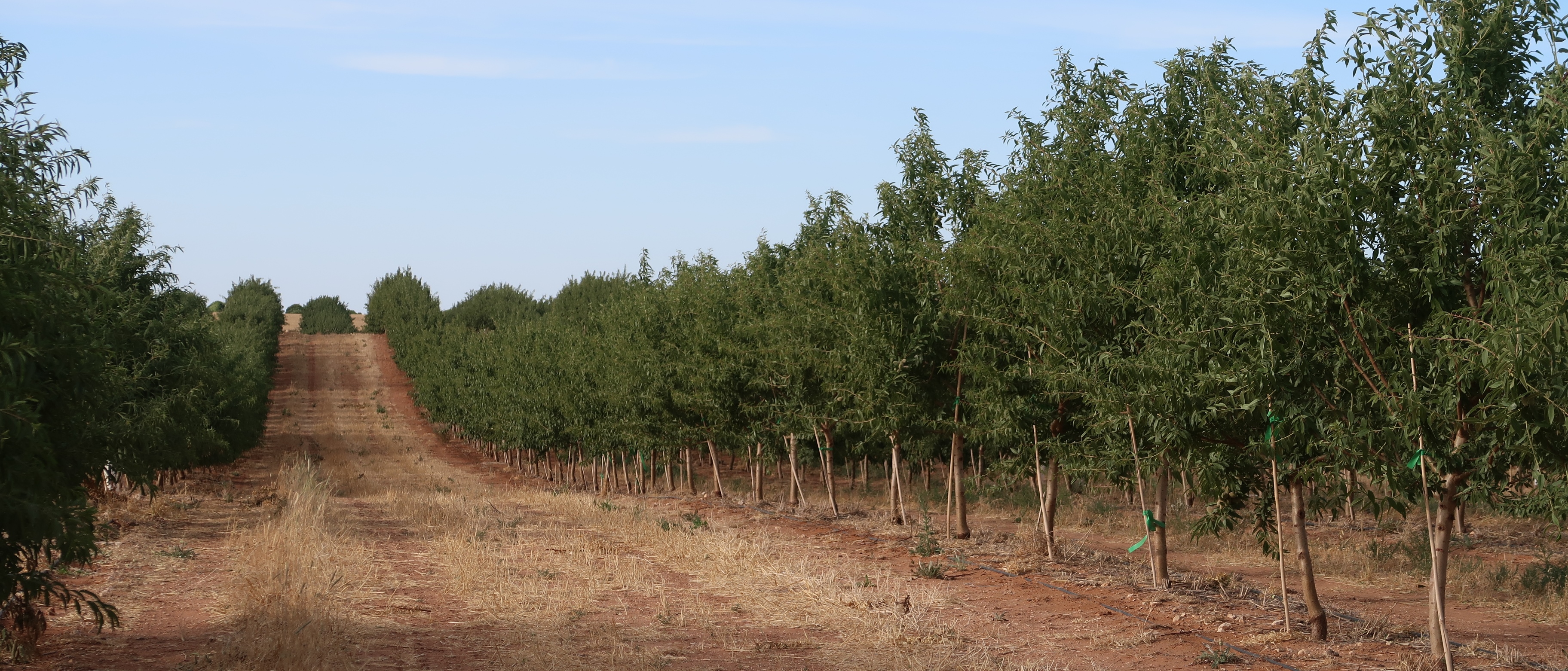 All about almonds: Part 2 · Plant & Food Research