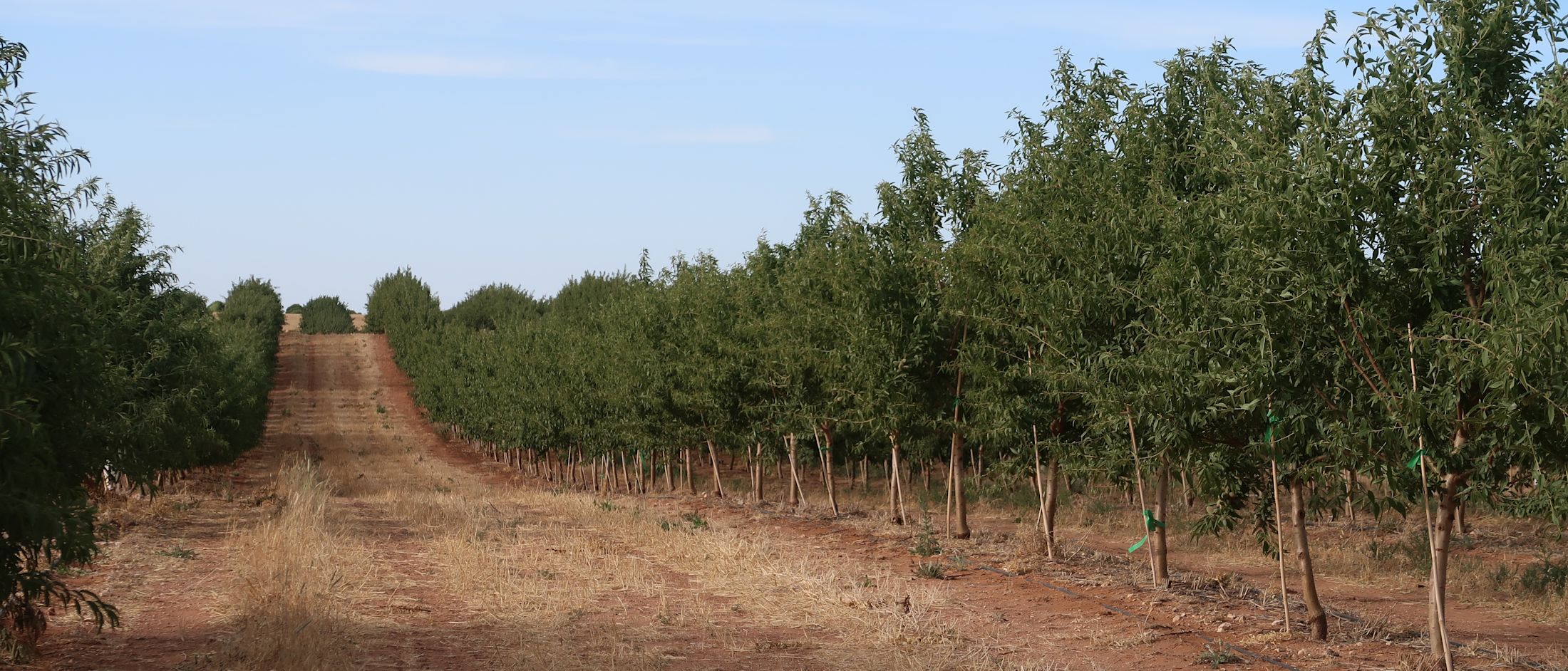 All about almonds: Part 2