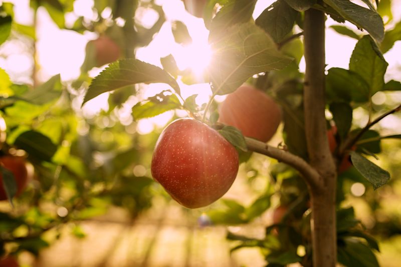 TUTTI™ apple wins global recognition for climate-smart innovation