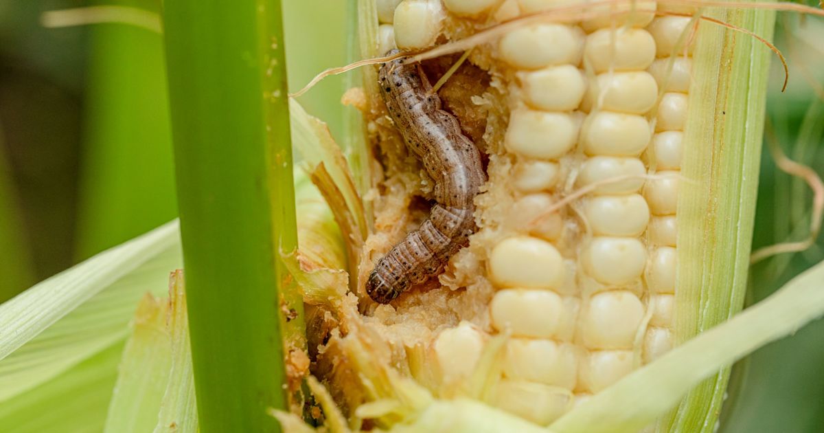 Invasion of the Fall armyworm · Plant & Food Research
