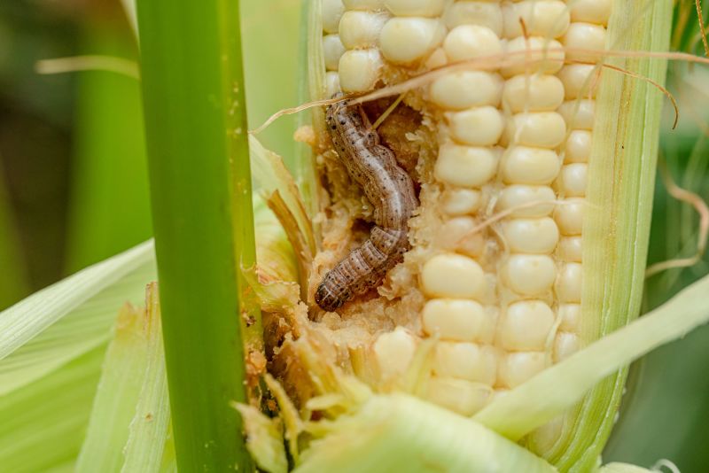 Invasion of the Fall armyworm