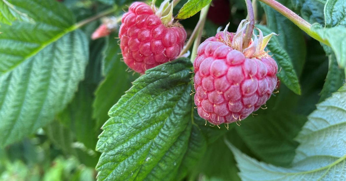 New raspberry to extend harvest window · Plant & Food Research