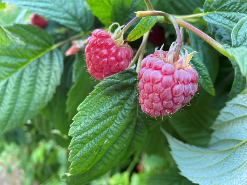 New raspberry to extend harvest window