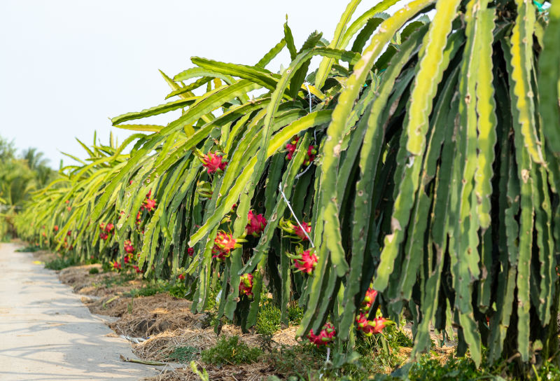 Industry insight - the mighty dragon fruit