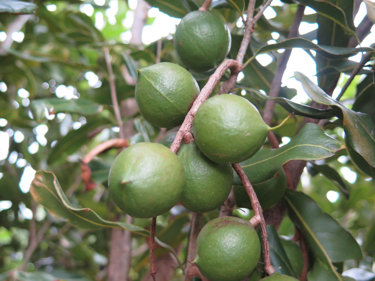 Macadamia nuts on the tree