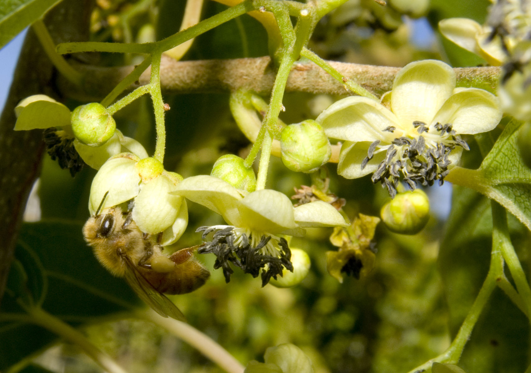 Next time you eat a kiwifruit, thank a bee