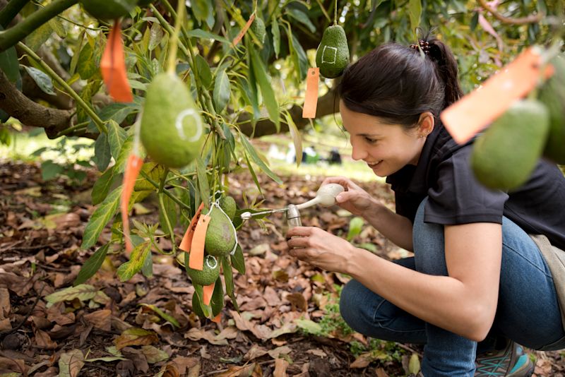 Lucia Ramos Romero: protecting the avocado industry