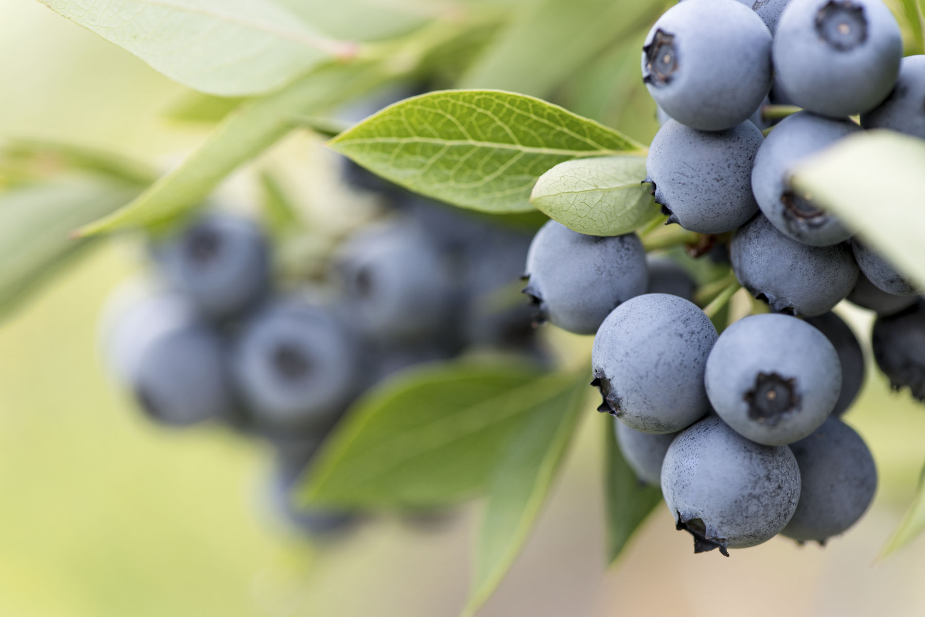 New Zealand joins blueberry genome initiative