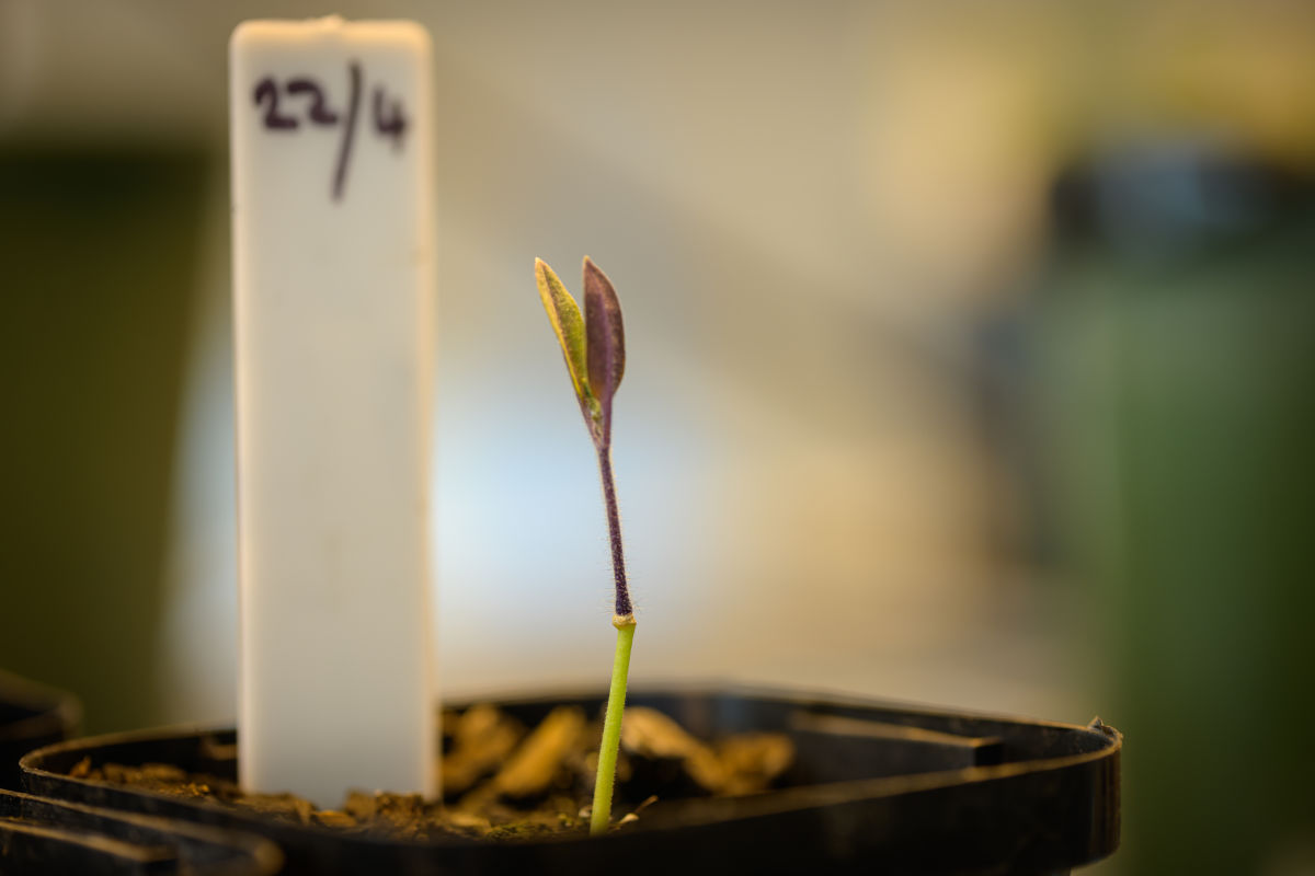 A tomato scion grafted to a capsicum rootstock