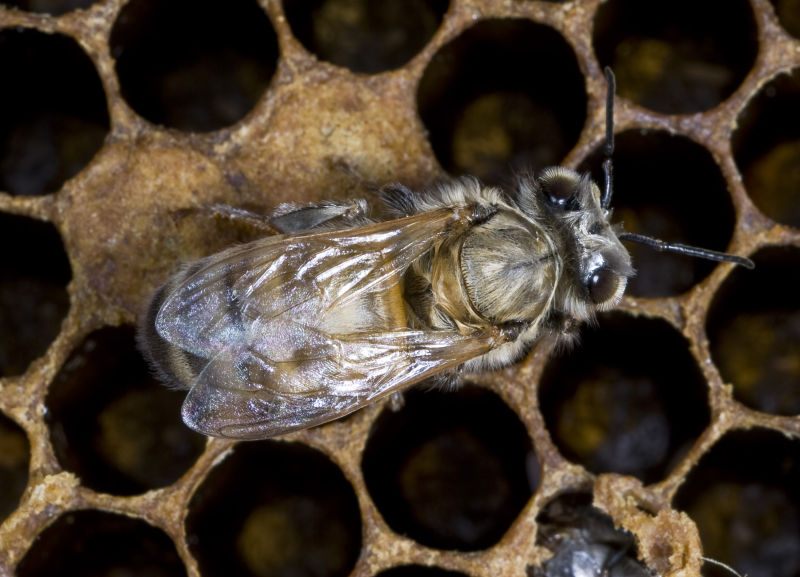 Transmission of chalkbrood via pollen