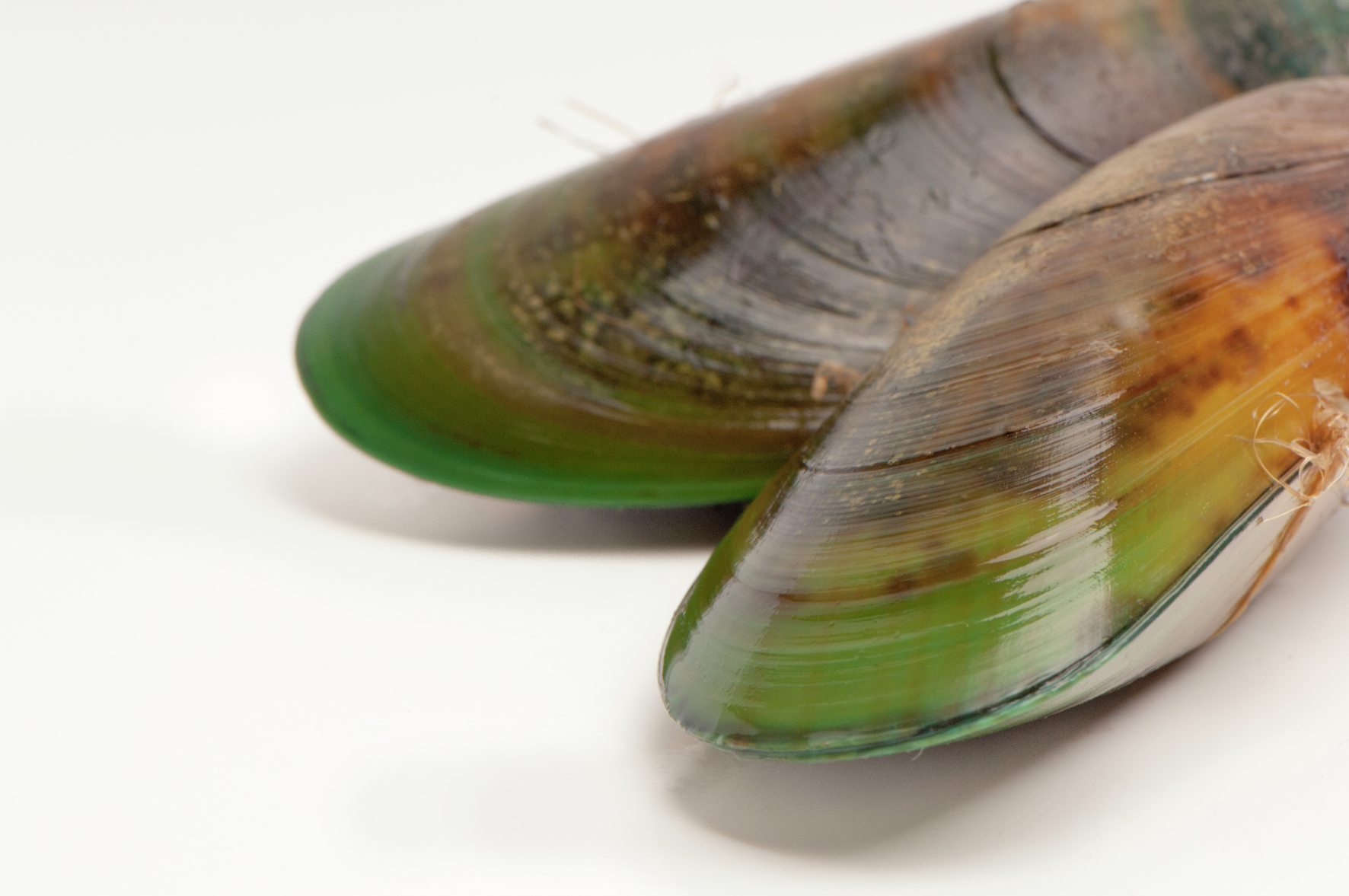 Mussels aiding muscles · Plant & Food Research