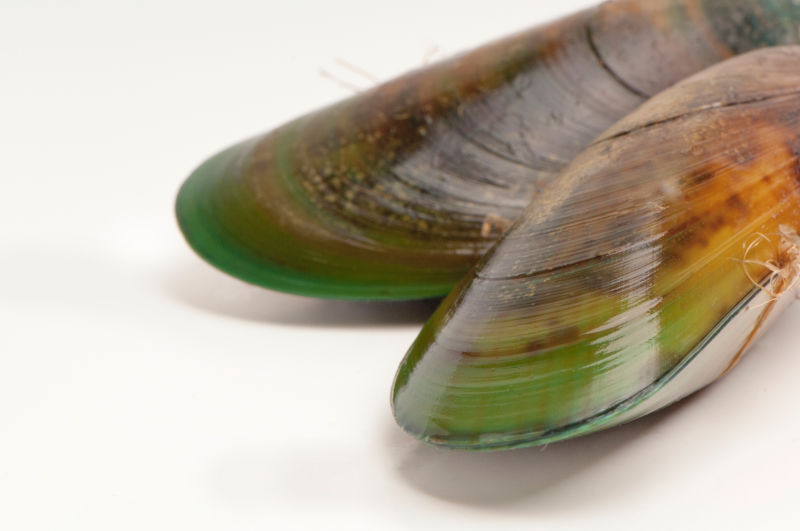 Mussels aiding muscles