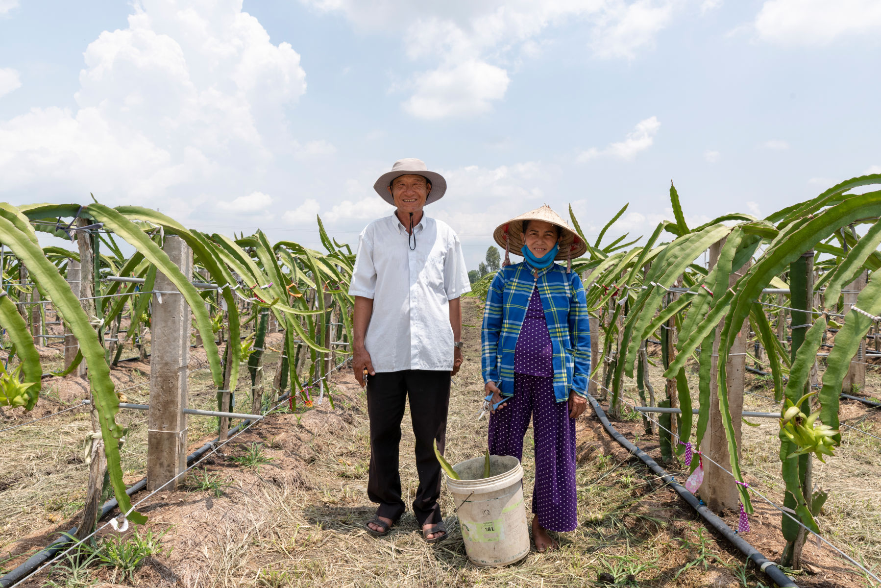 A sustainable dragon fruit industry for Viet Nam