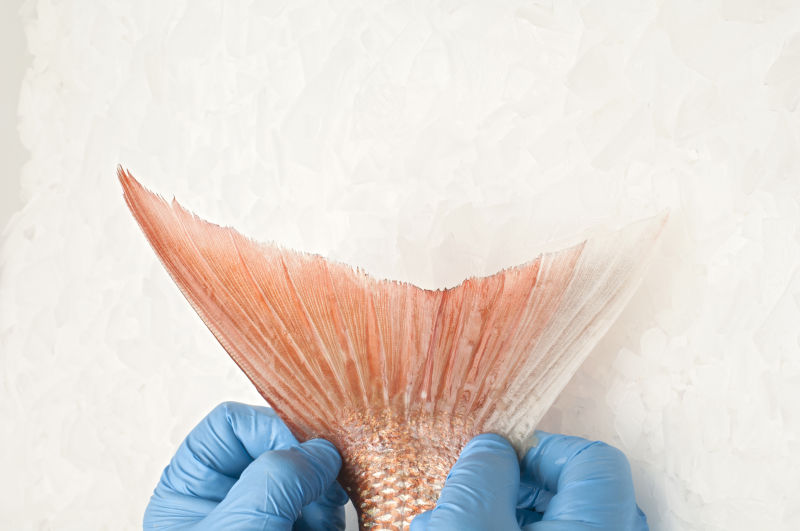 Cultured Meat and Seafood Symposium