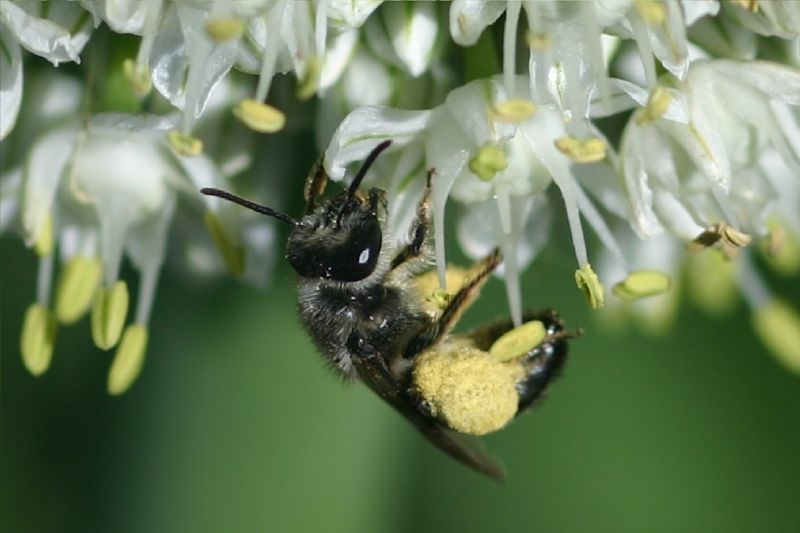 Biodiversity for beneficial insects