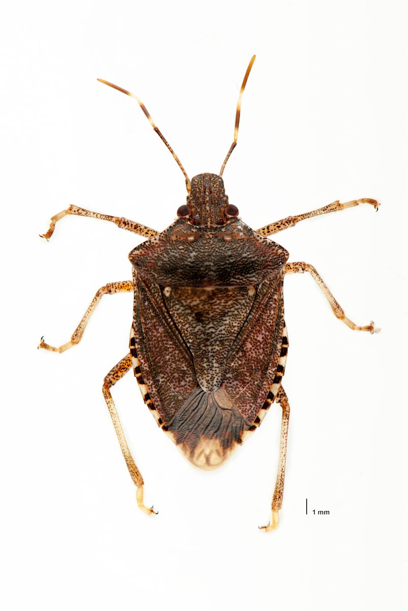 Brown Marmorated Stink Bug Symposium