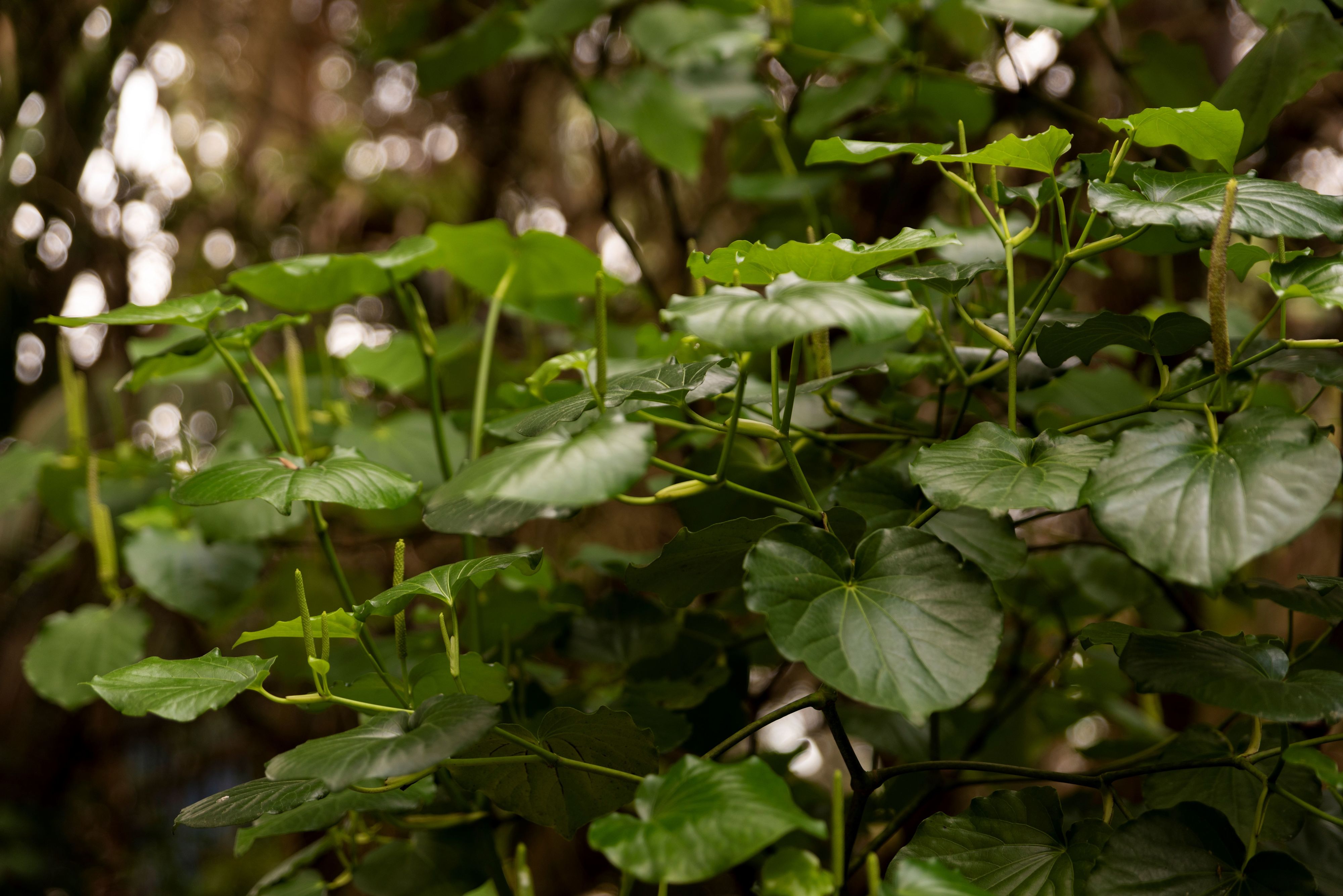 Biodiscovery Platform kawakawa