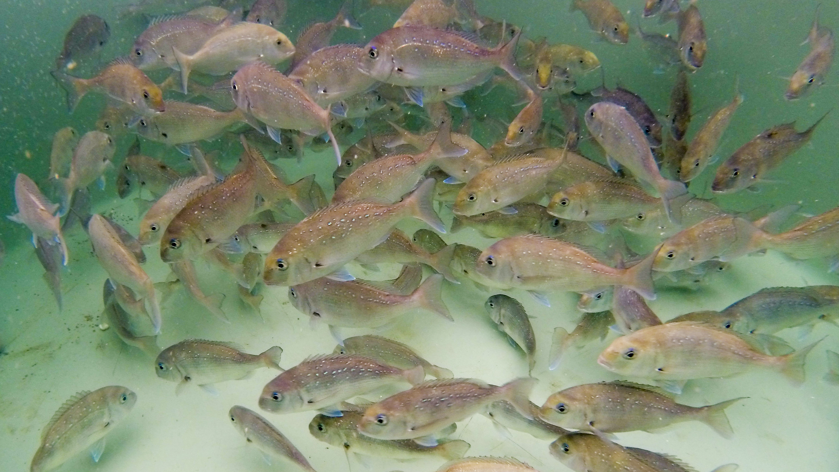 Ocean temperatures for offshore farming · Plant & Food Research
