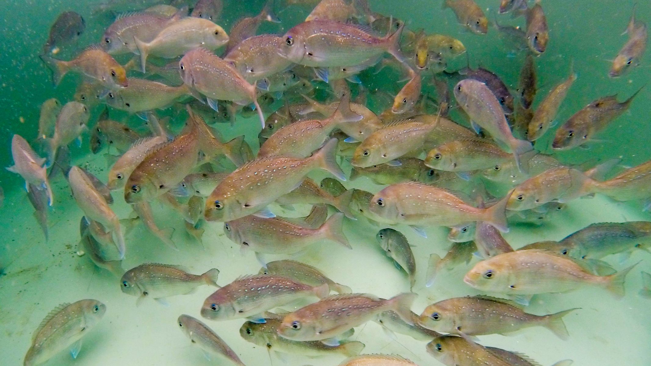 Ocean temperatures for offshore farming 