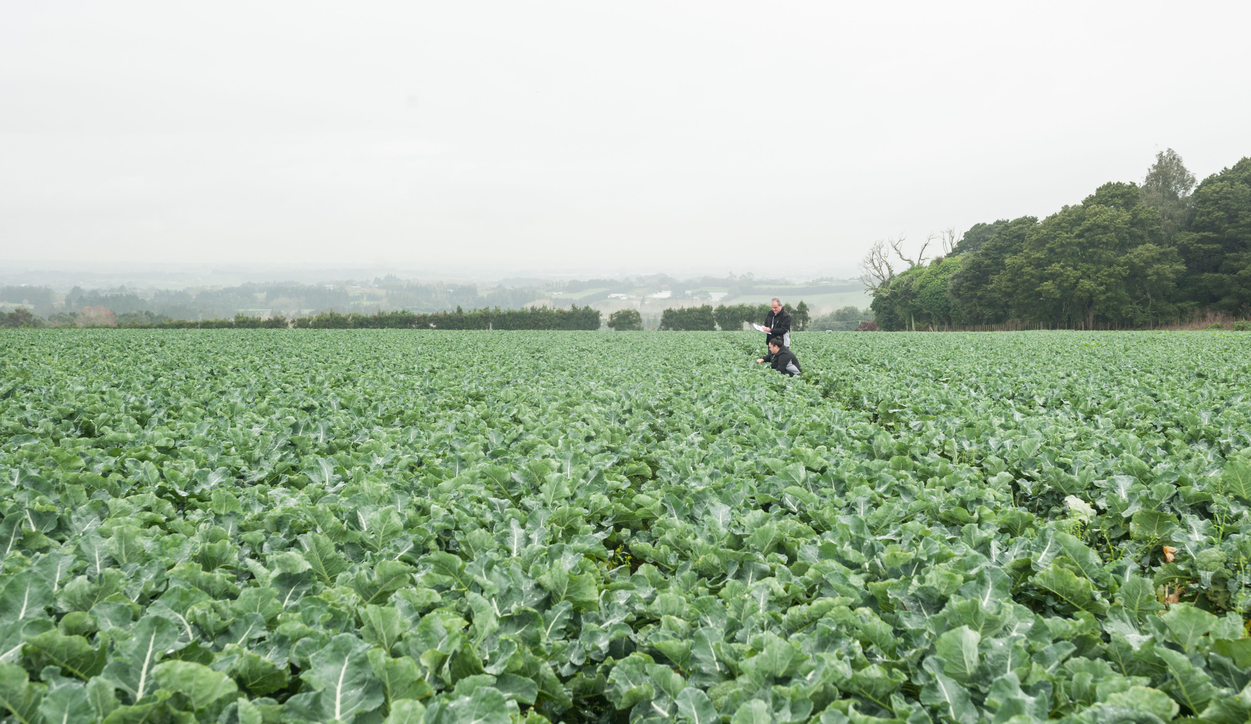 Broccoli field