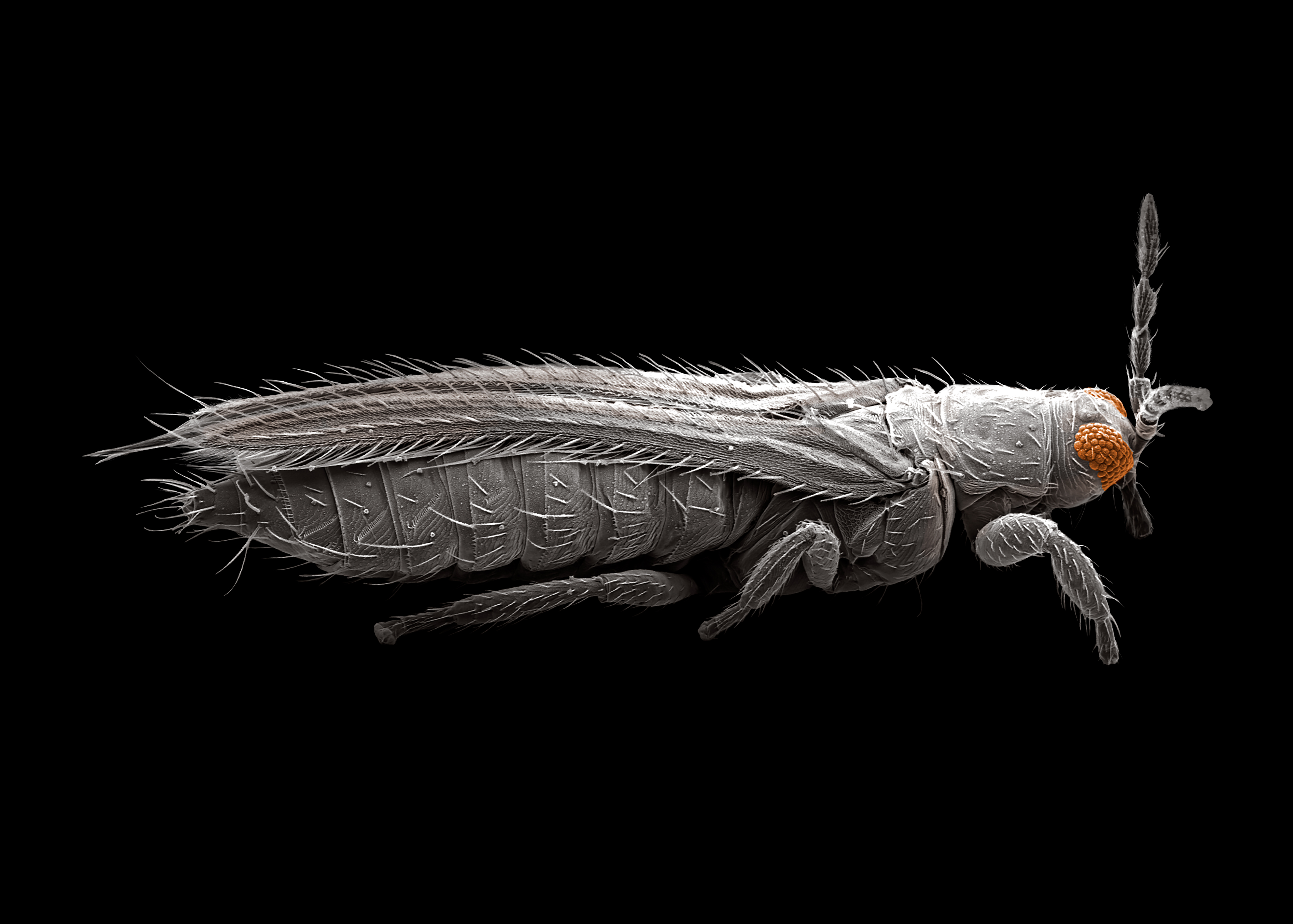 Visualising the invisible – the world of microscopy · Plant & Food Research